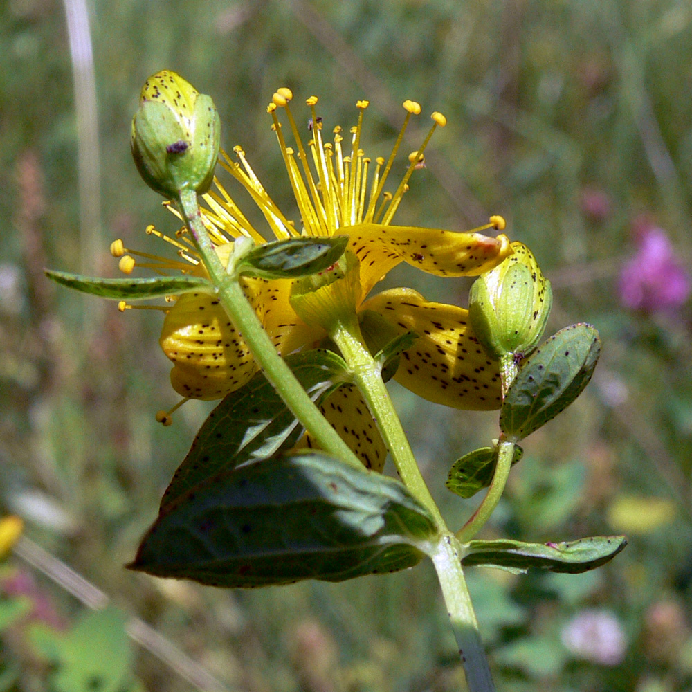 Image of Hypericum maculatum specimen.