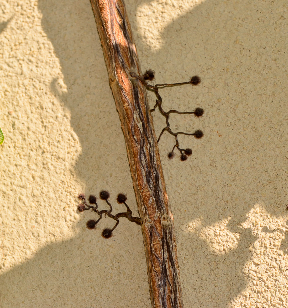 Image of Parthenocissus tricuspidata specimen.