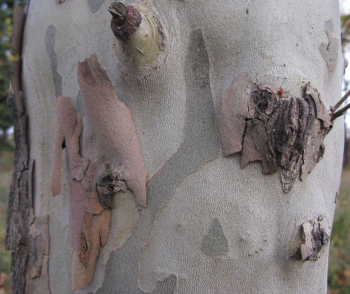 Image of Platanus &times; acerifolia specimen.