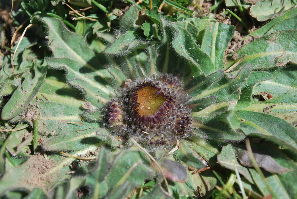 Image of Inula rhizocephala specimen.