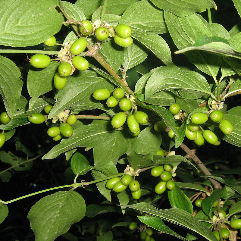 Image of Cornus mas specimen.