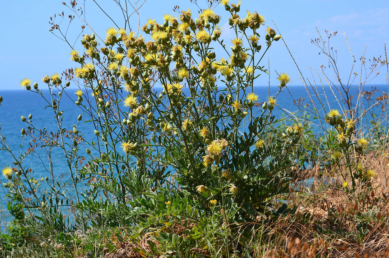 Image of Centaurea salonitana specimen.