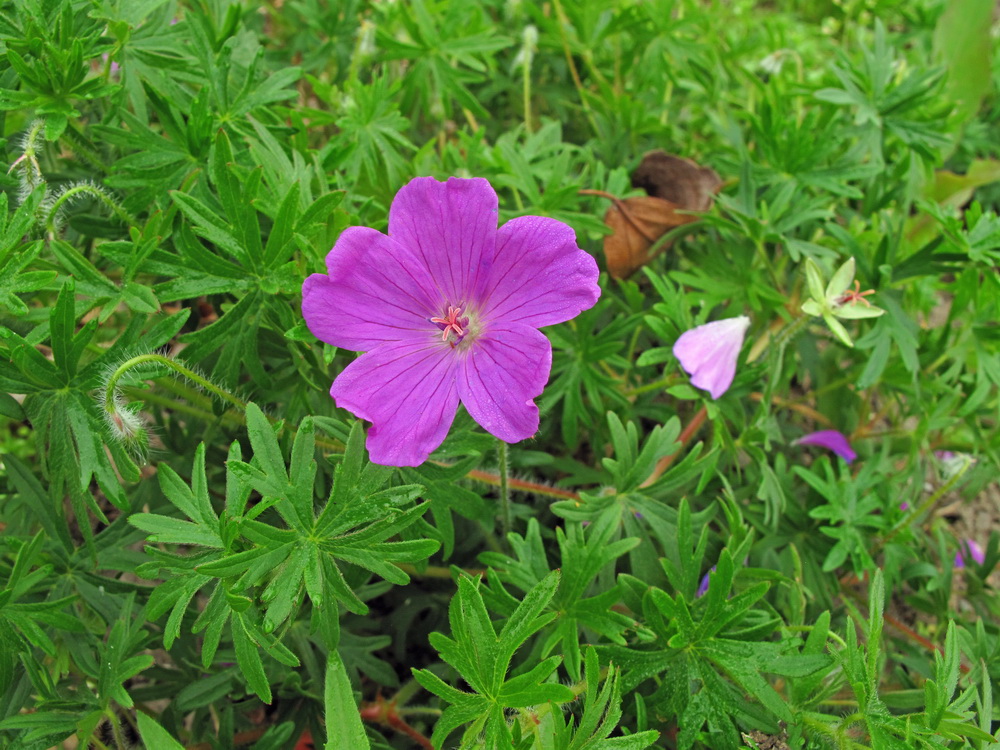 Image of Geranium sanguineum specimen.