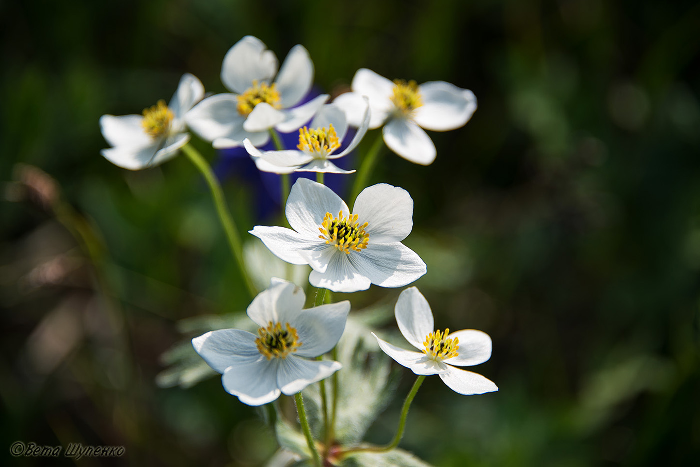 Изображение особи Anemonastrum sibiricum.