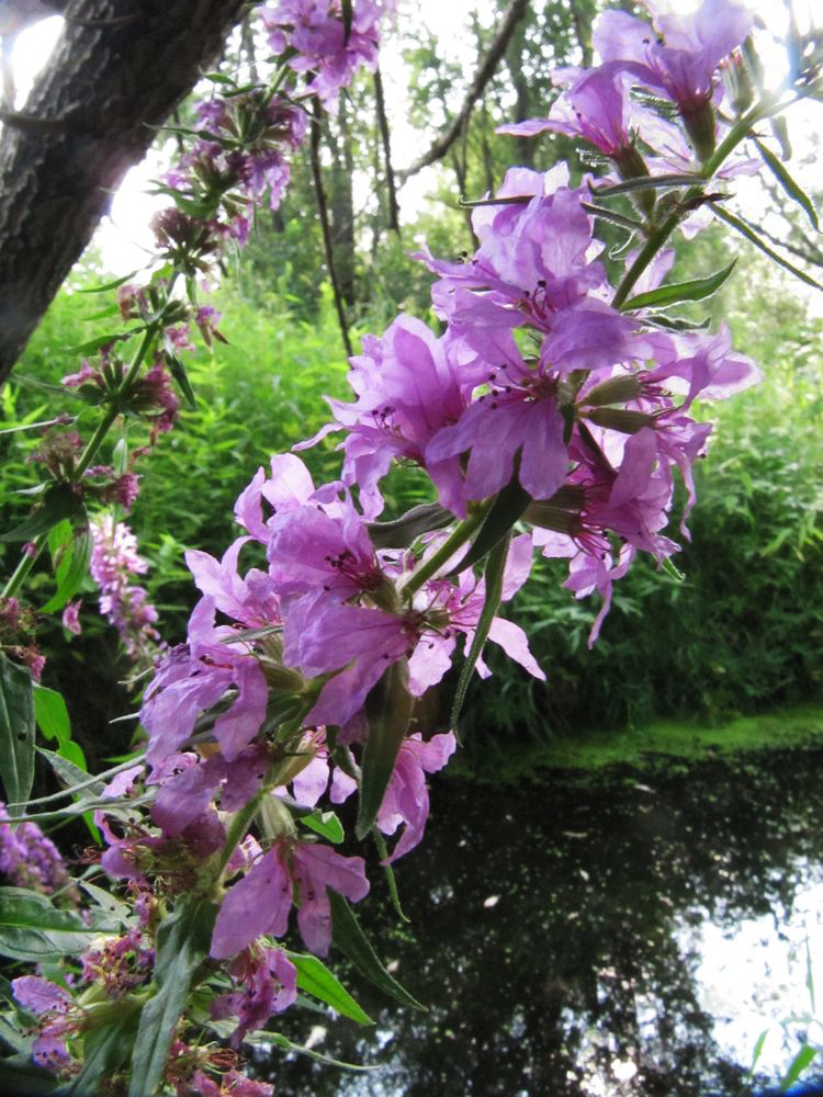 Изображение особи Lythrum salicaria.