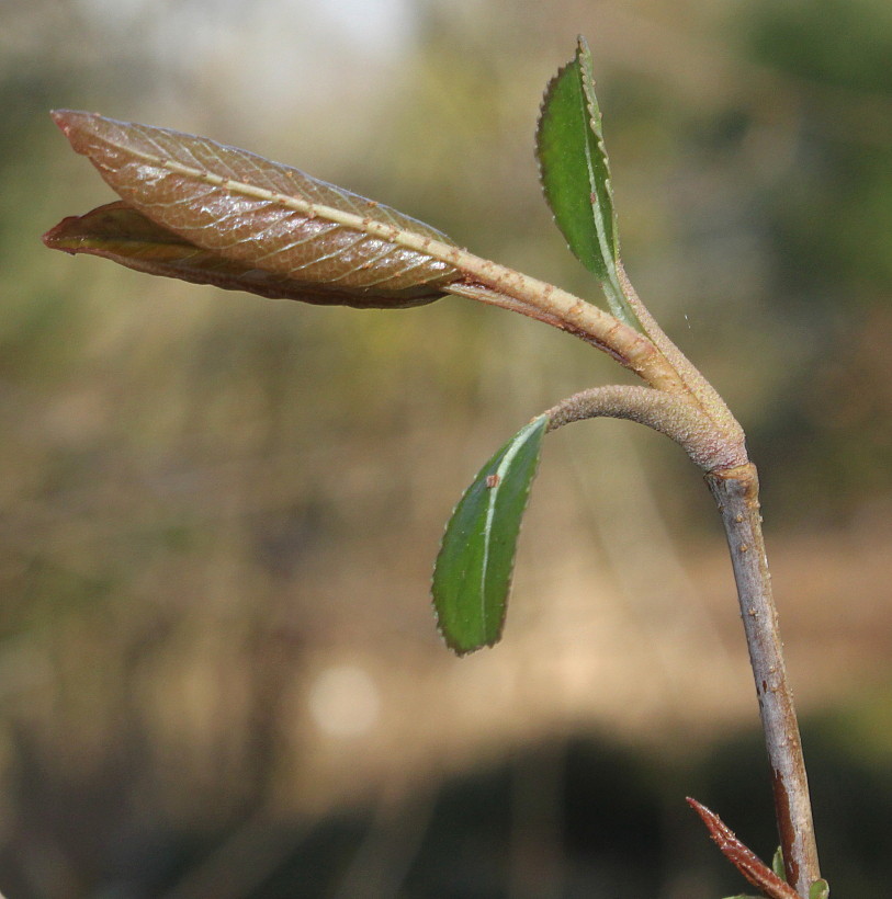 Image of Viburnum prunifolium specimen.