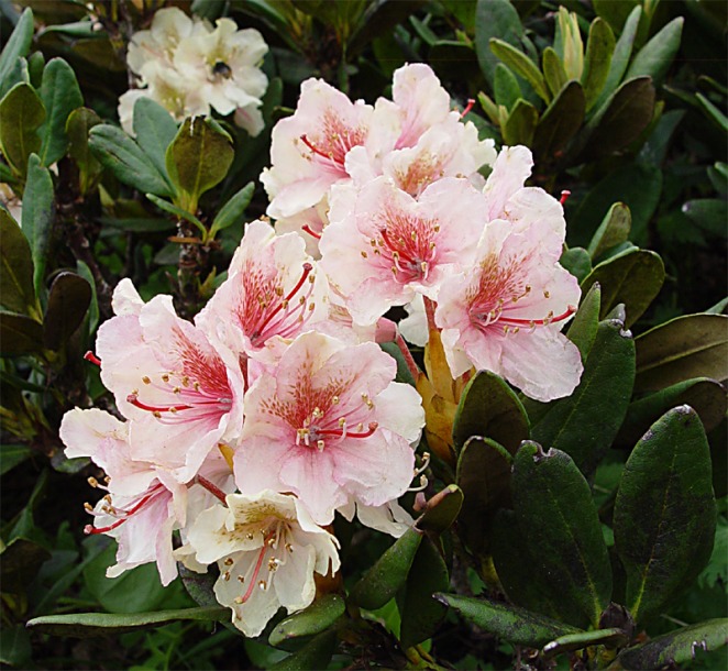 Image of Rhododendron caucasicum specimen.