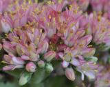 Crassula perfoliata разновидность minor