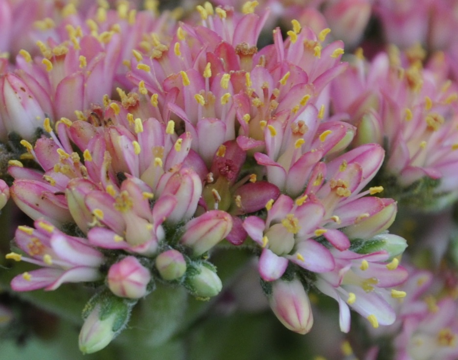 Image of Crassula perfoliata var. minor specimen.