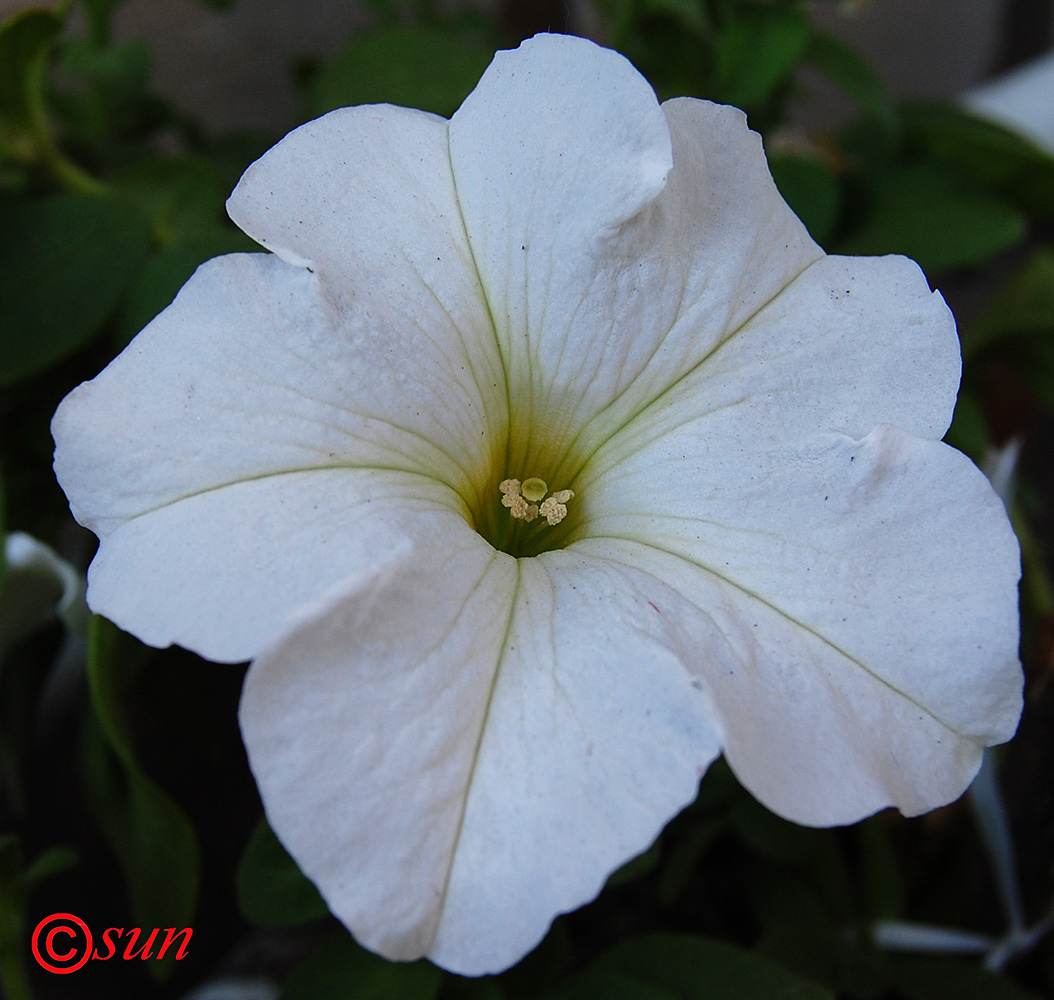 Image of Petunia &times; hybrida specimen.