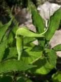 Arisaema tortuosum