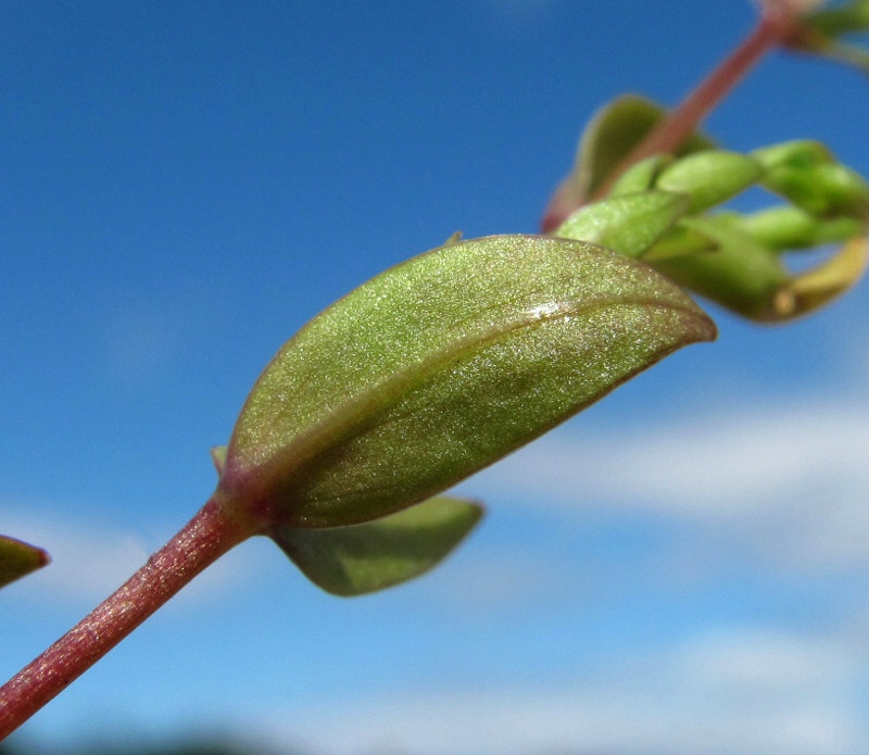 Image of Stellaria crassifolia specimen.