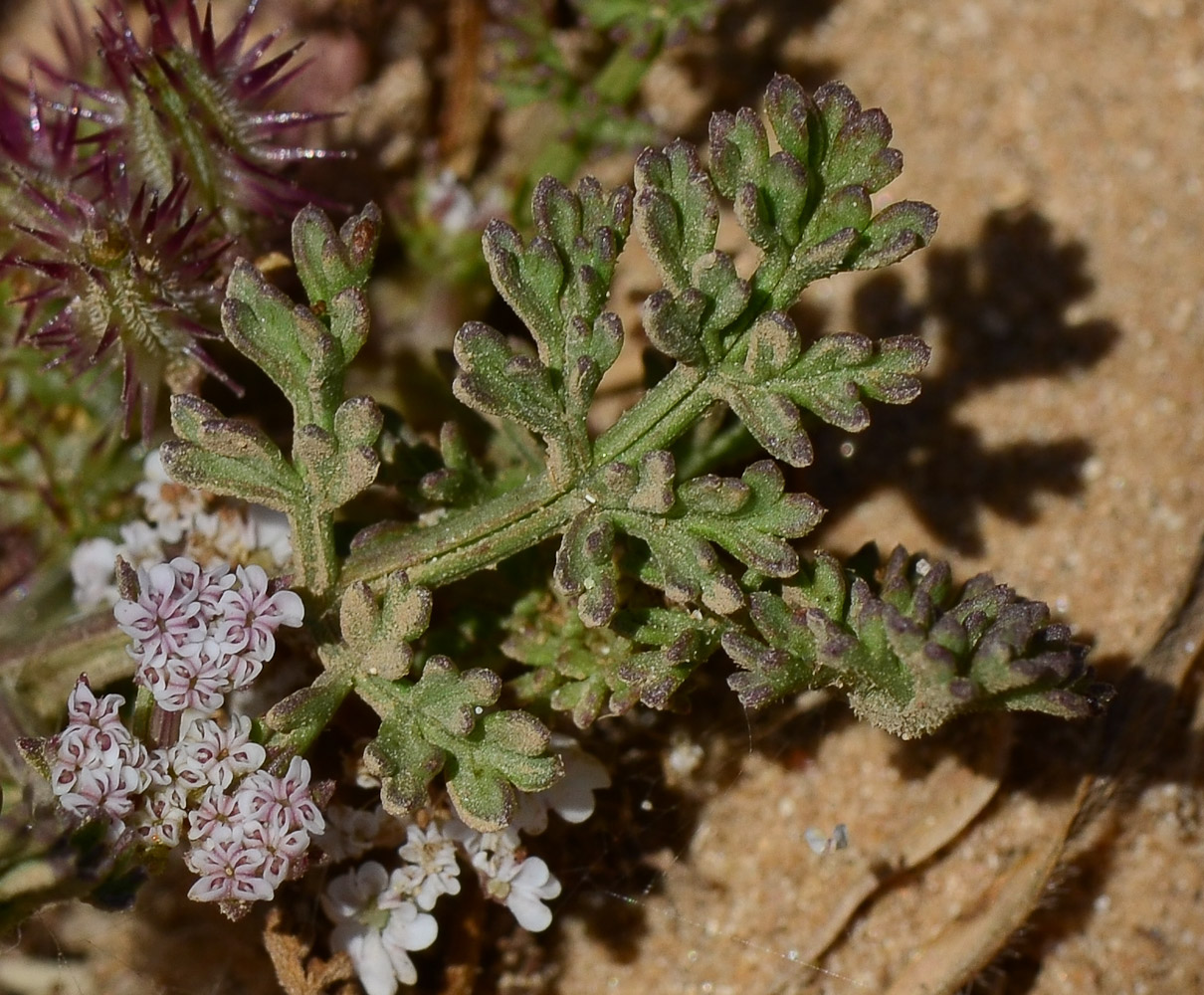 Image of Pseudorlaya pumila specimen.