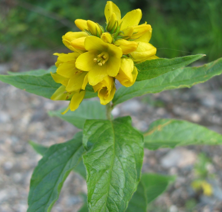 Image of Lysimachia vulgaris specimen.