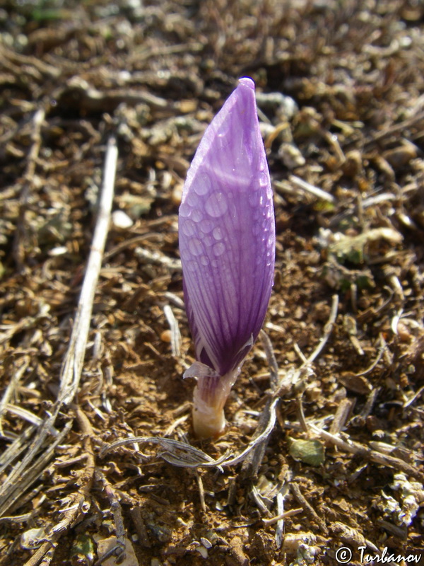 Изображение особи Crocus pallasii.