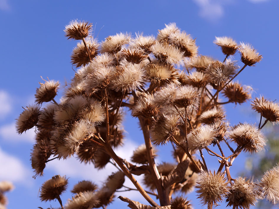 Изображение особи Inula macrophylla.