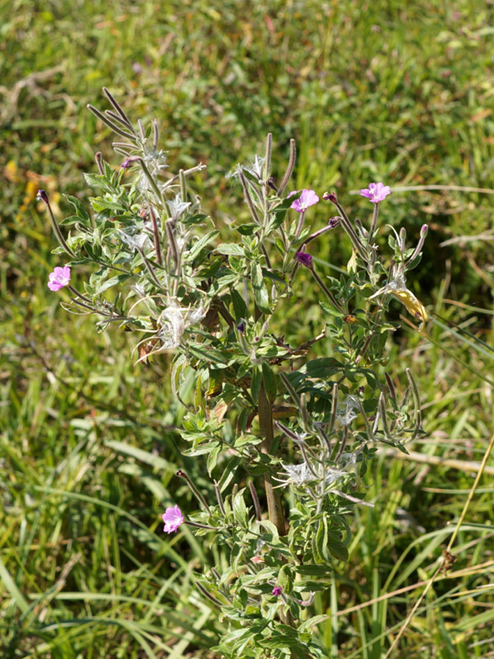 Image of Epilobium hirsutum specimen.