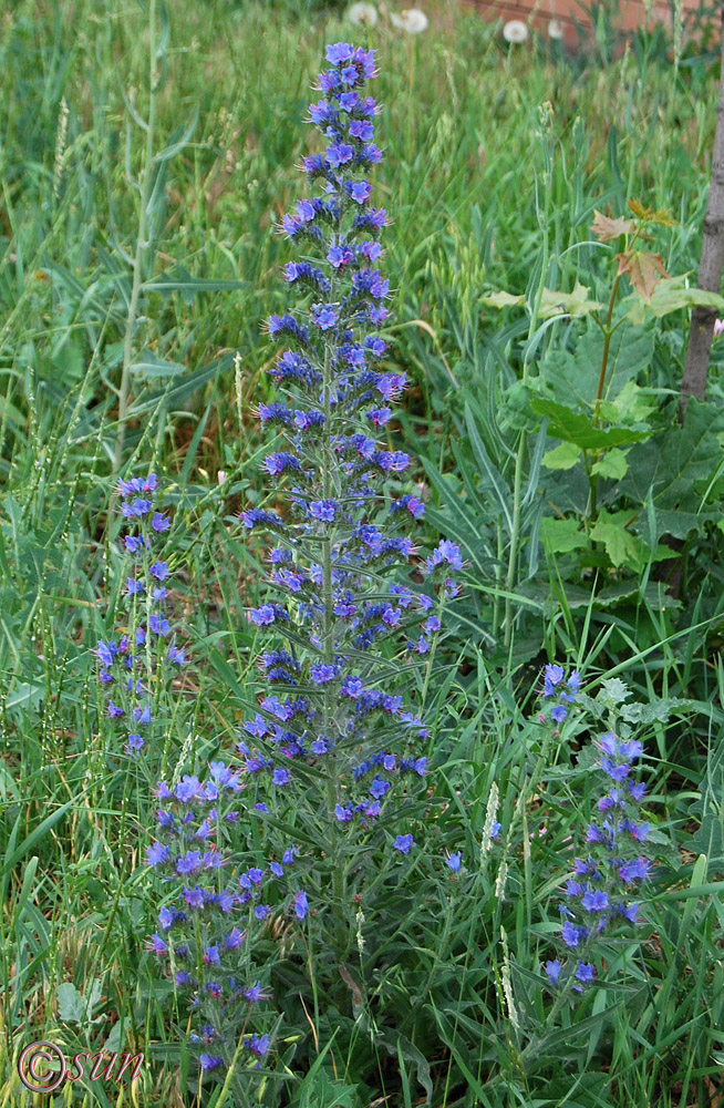 Image of Echium vulgare specimen.