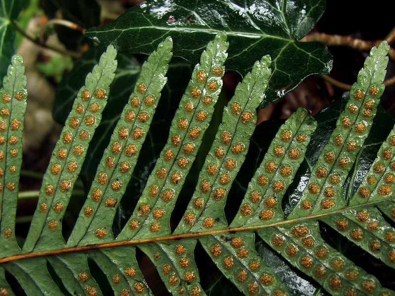 Изображение особи род Polypodium.