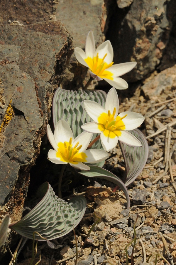 Изображение особи Tulipa regelii.