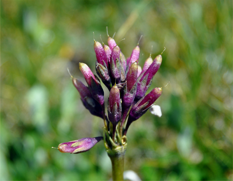 Image of Primula nivalis specimen.