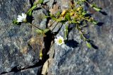 Dichodon cerastoides. Верхушка цветущего растения. Карачаево-Черкесия, гора Мусса-Ачитара, ≈ 3100 м н.у.м., каменистый склон. 31.07.2014.