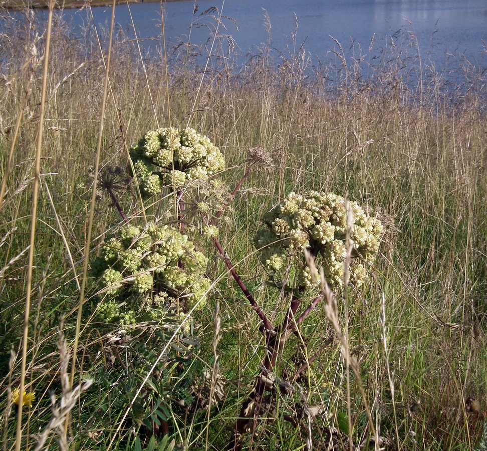 Изображение особи Archangelica officinalis.