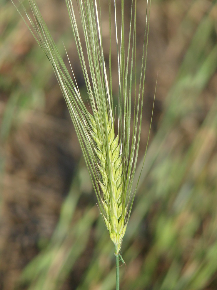 Image of Hordeum vulgare specimen.