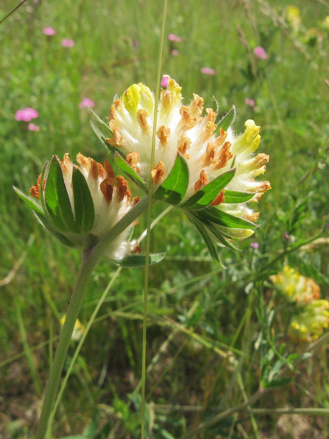 Image of Anthyllis macrocephala specimen.