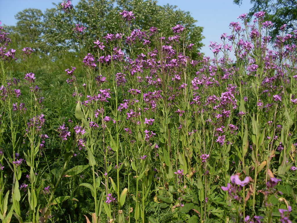 Image of Hesperis pycnotricha specimen.