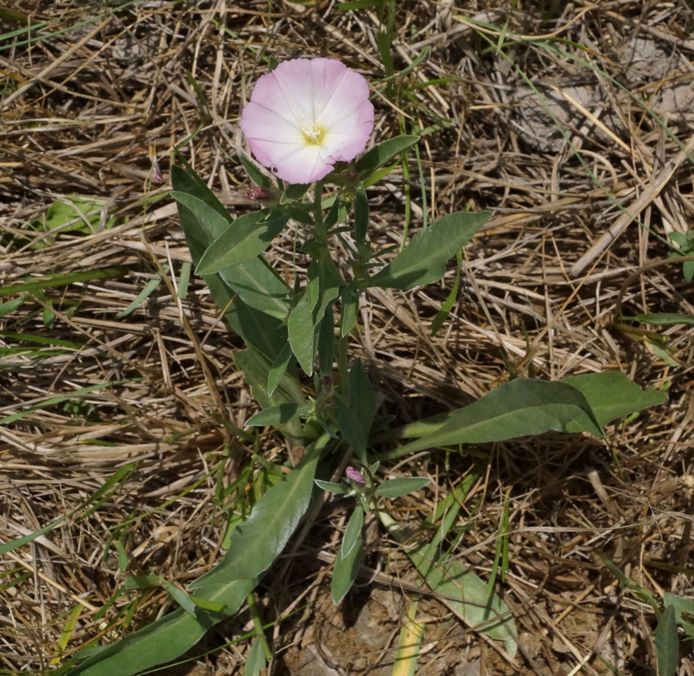 Image of Convolvulus lineatus specimen.