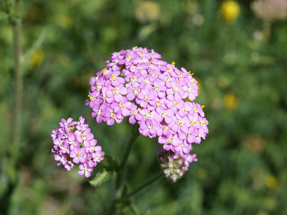 Image of Achillea millefolium specimen.