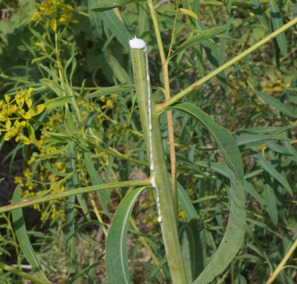 Image of Euphorbia soongarica specimen.