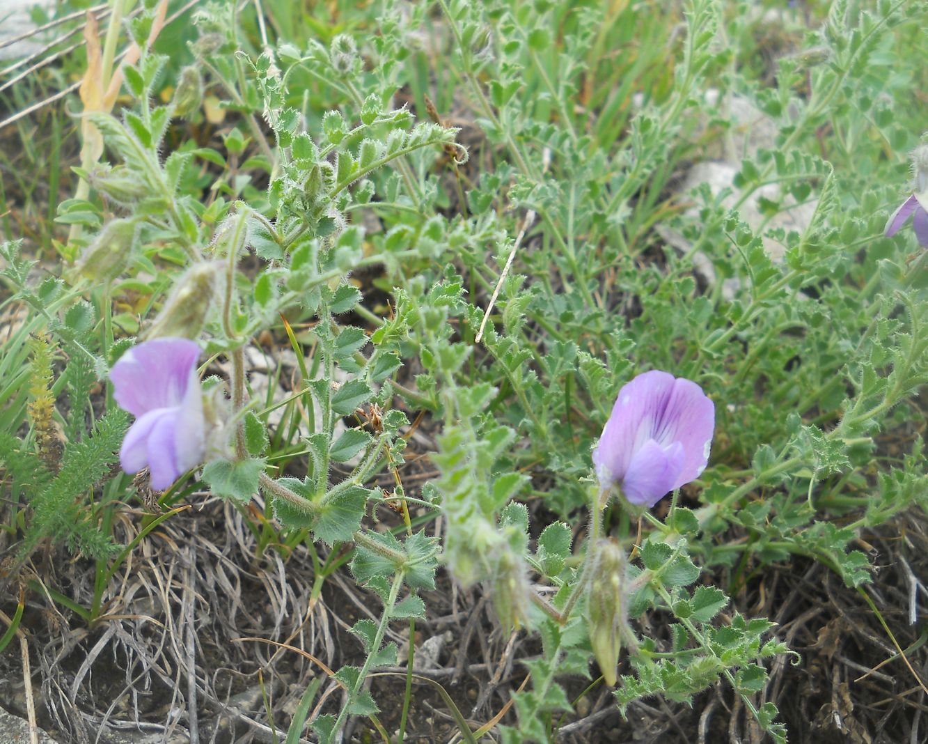 Image of Cicer songaricum specimen.