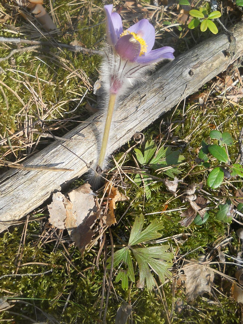 Image of Pulsatilla &times; intermedia specimen.