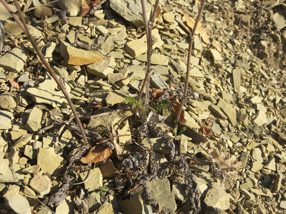 Изображение особи Pyrethrum poteriifolium.