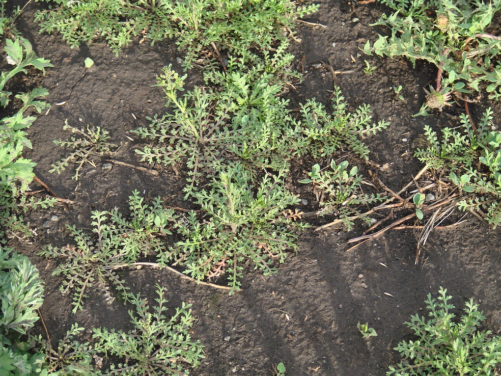 Image of Lepidium ruderale specimen.