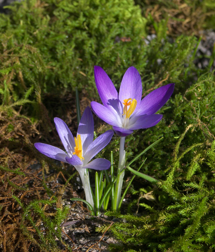 Image of Crocus tommasinianus specimen.