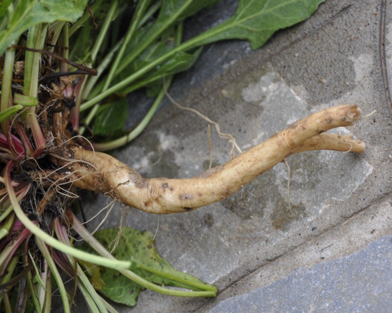 Image of Beta maritima specimen.