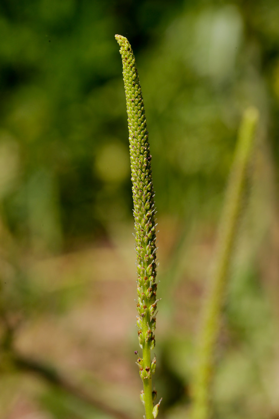 Image of Plantago major specimen.