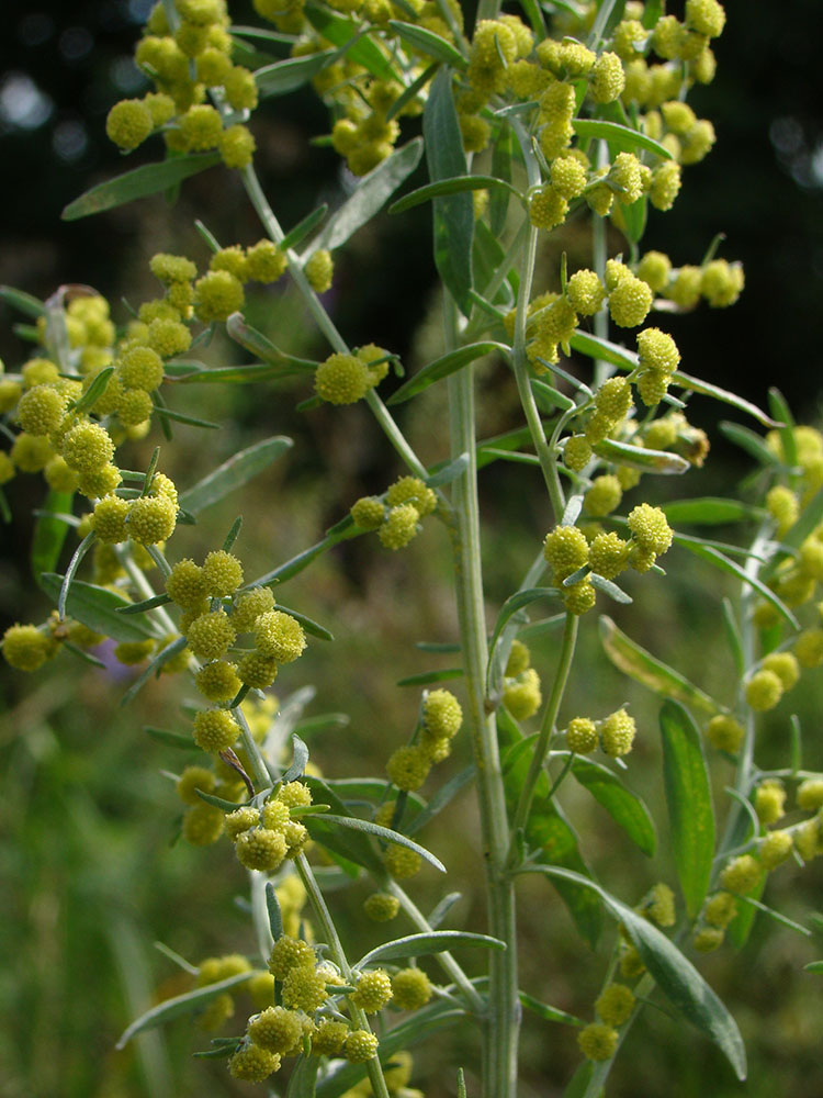 Image of Artemisia absinthium specimen.