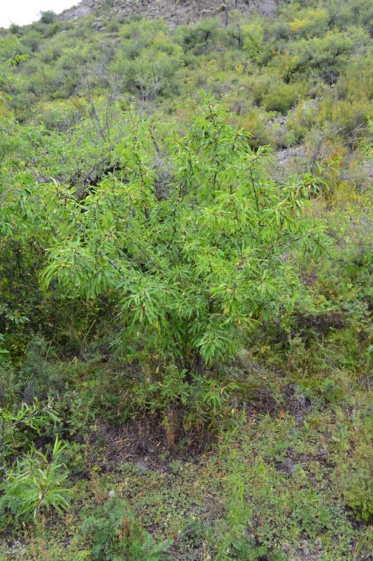 Image of Rhamnus &times; pissjaukovae specimen.