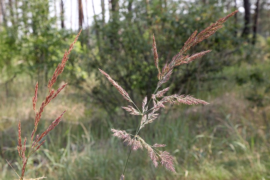 Image of Calamagrostis epigeios specimen.