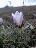 Crocus tauricus