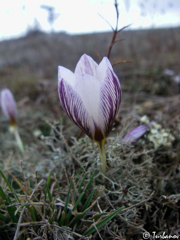 Image of Crocus tauricus specimen.