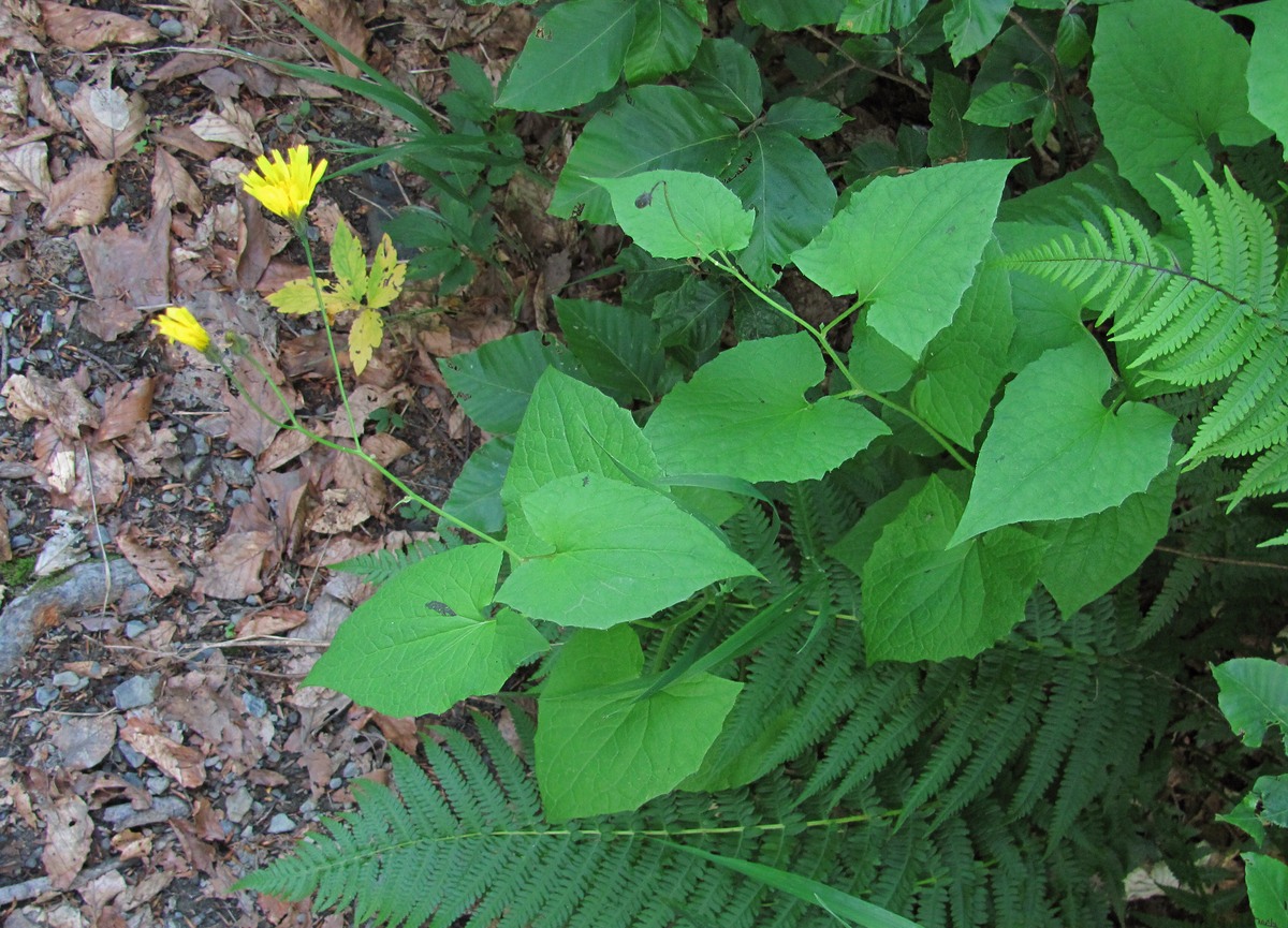 Изображение особи Prenanthes abietina.