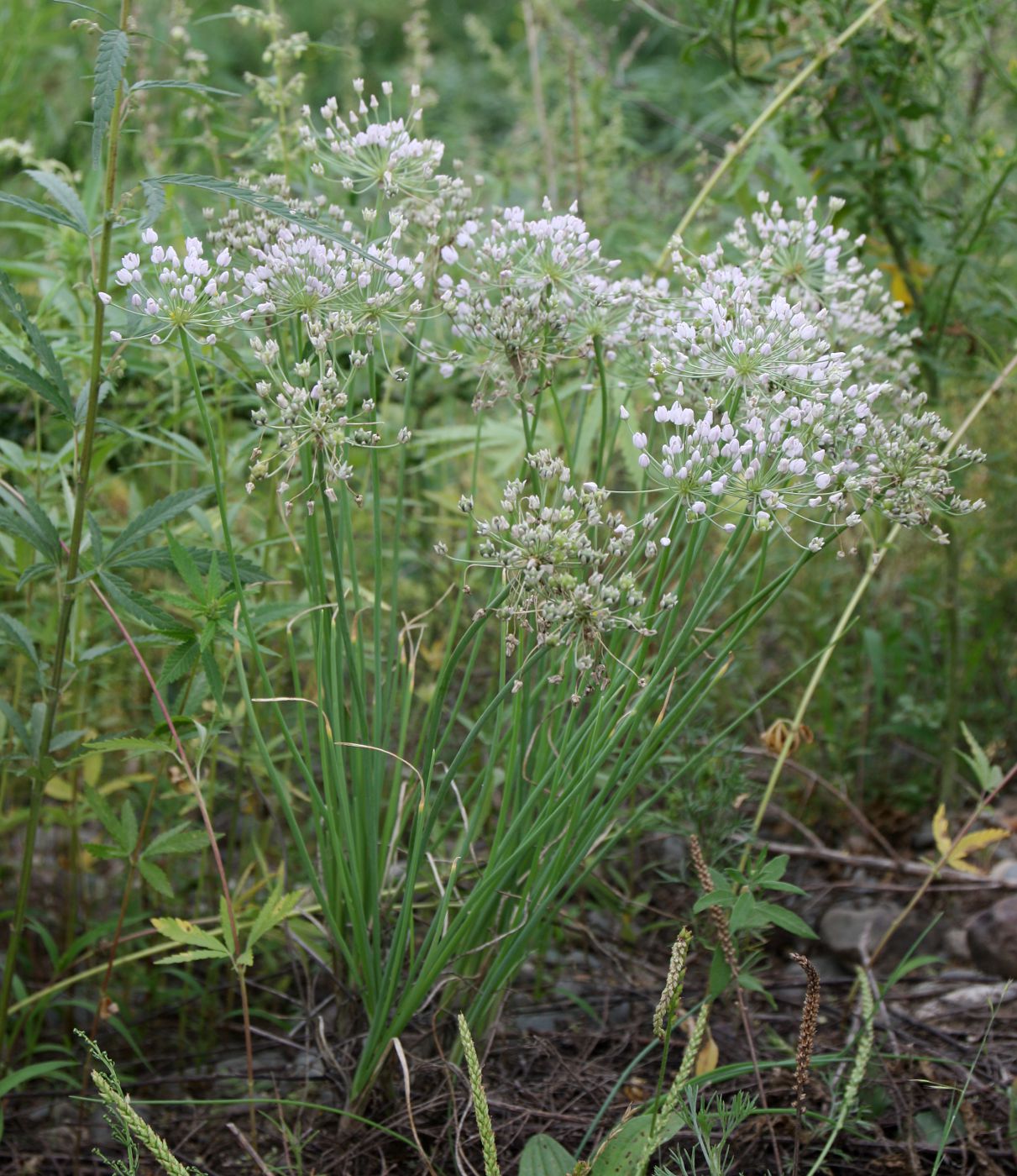 Image of Allium anisopodium specimen.