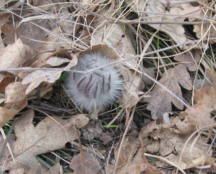 Image of Pulsatilla taurica specimen.