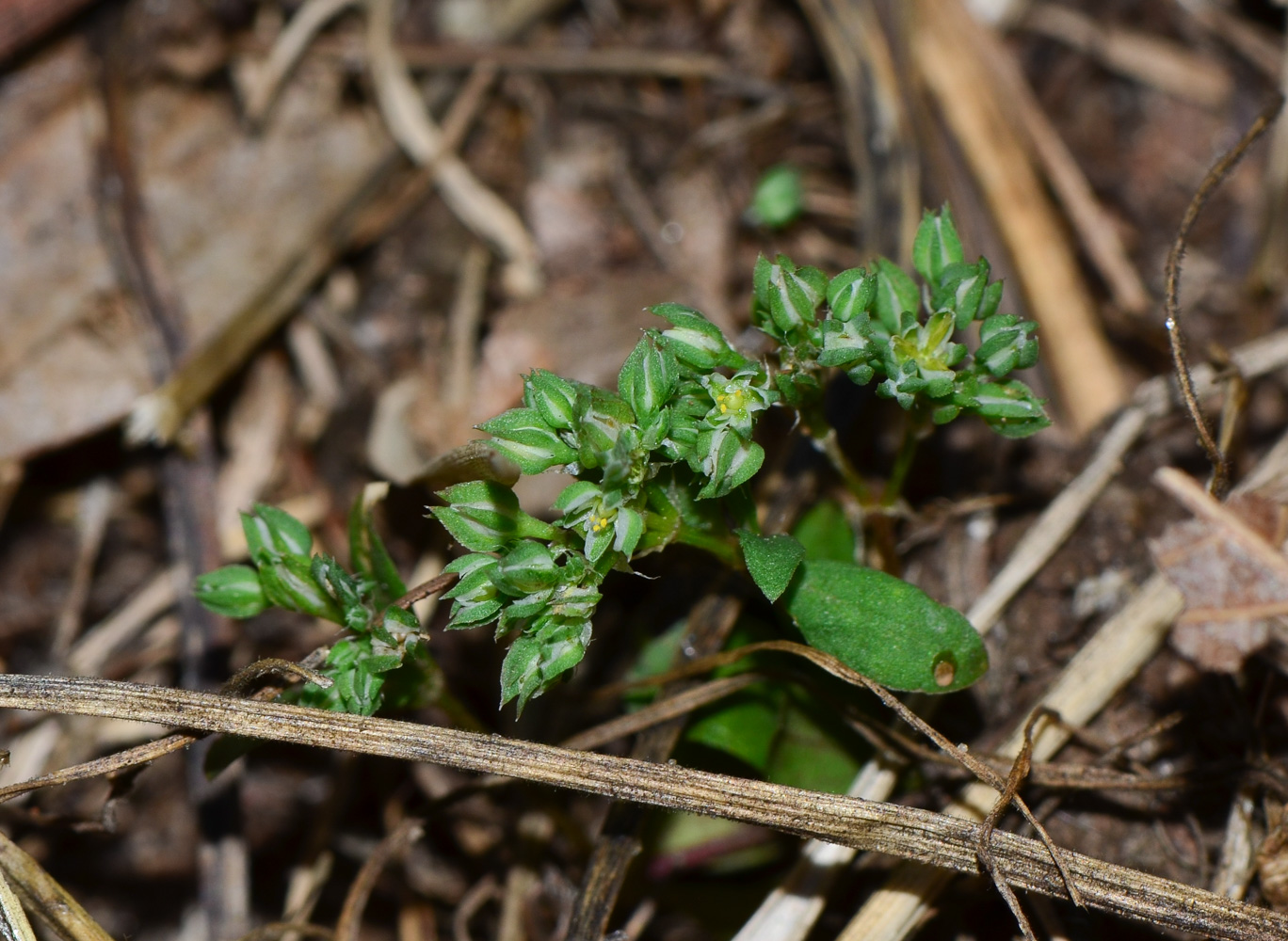 Изображение особи Polycarpon tetraphyllum.