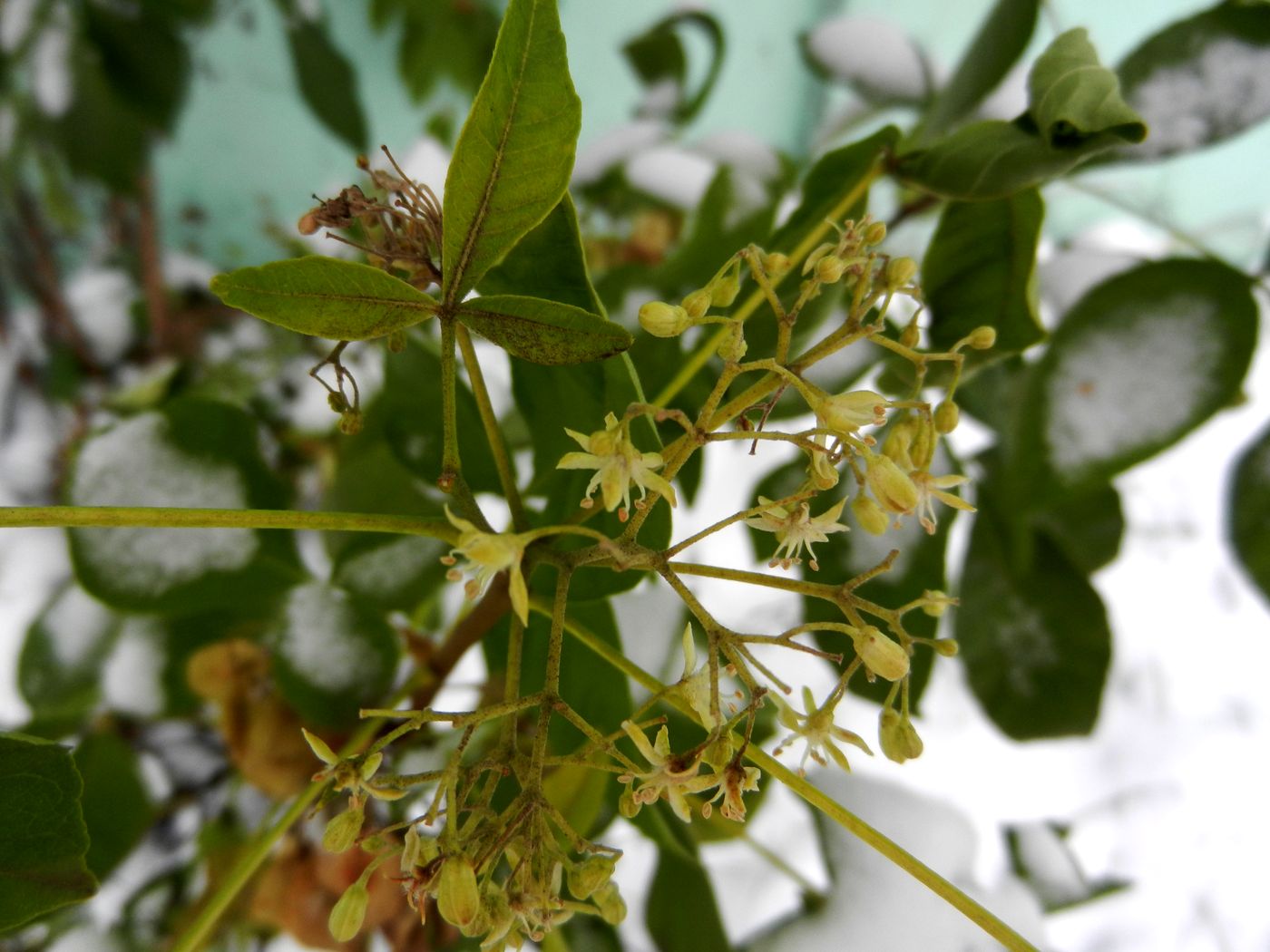 Image of Ptelea trifoliata specimen.